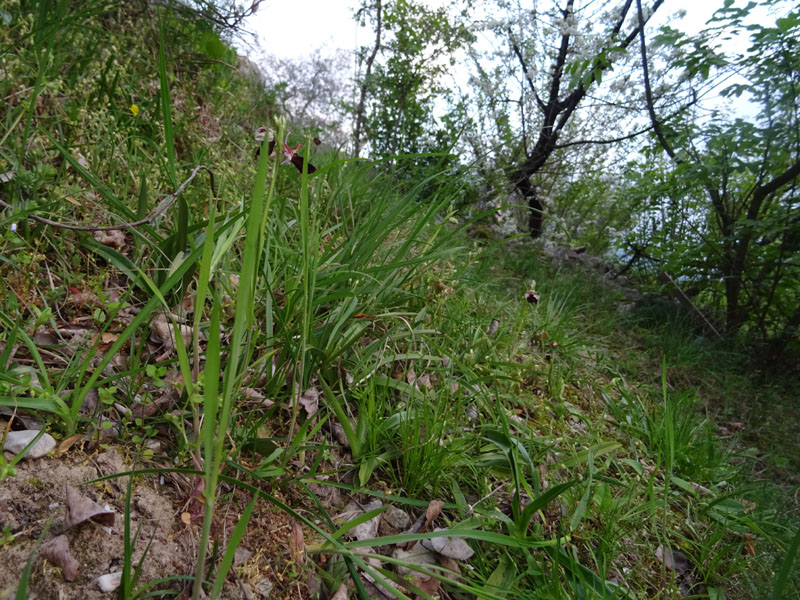 Ophrys bertolonii subsp. benacensis